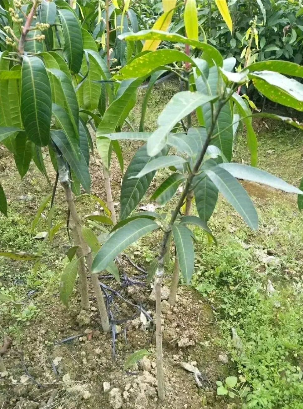 辣椒芒果树苗芒果苗