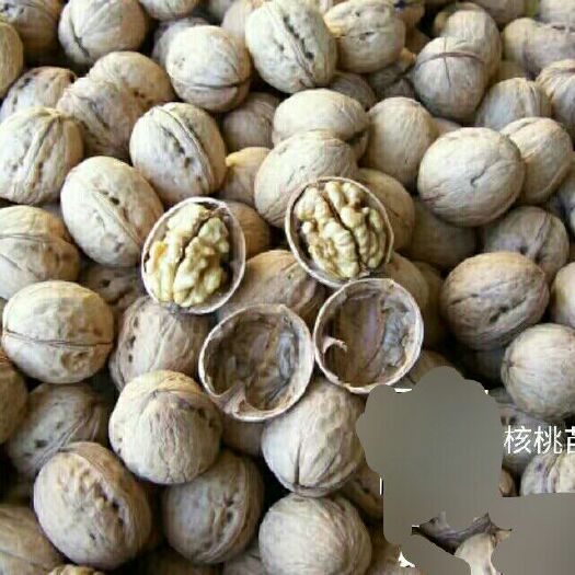 沂源县8518核桃 供8518核桃种子