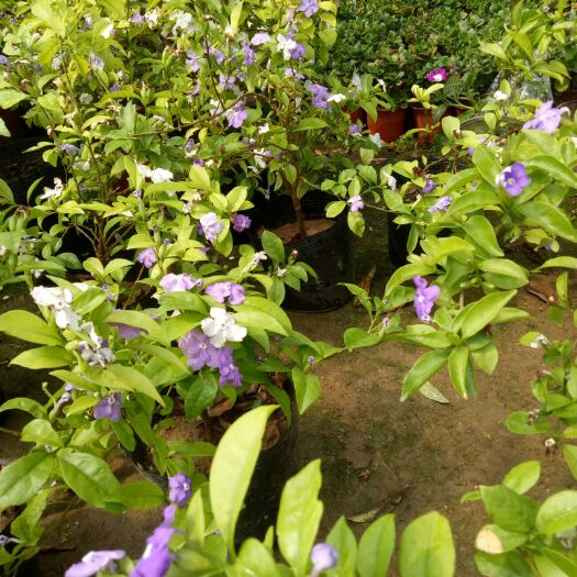 平邑县双色茉莉