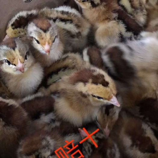 南宁 良凤花鸡苗，快大肉鸡苗
