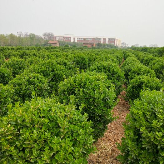 洛阳黄杨球