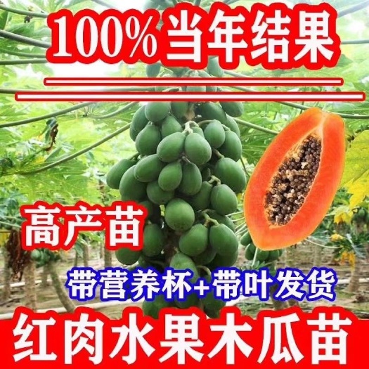 灵山县红心木瓜苗