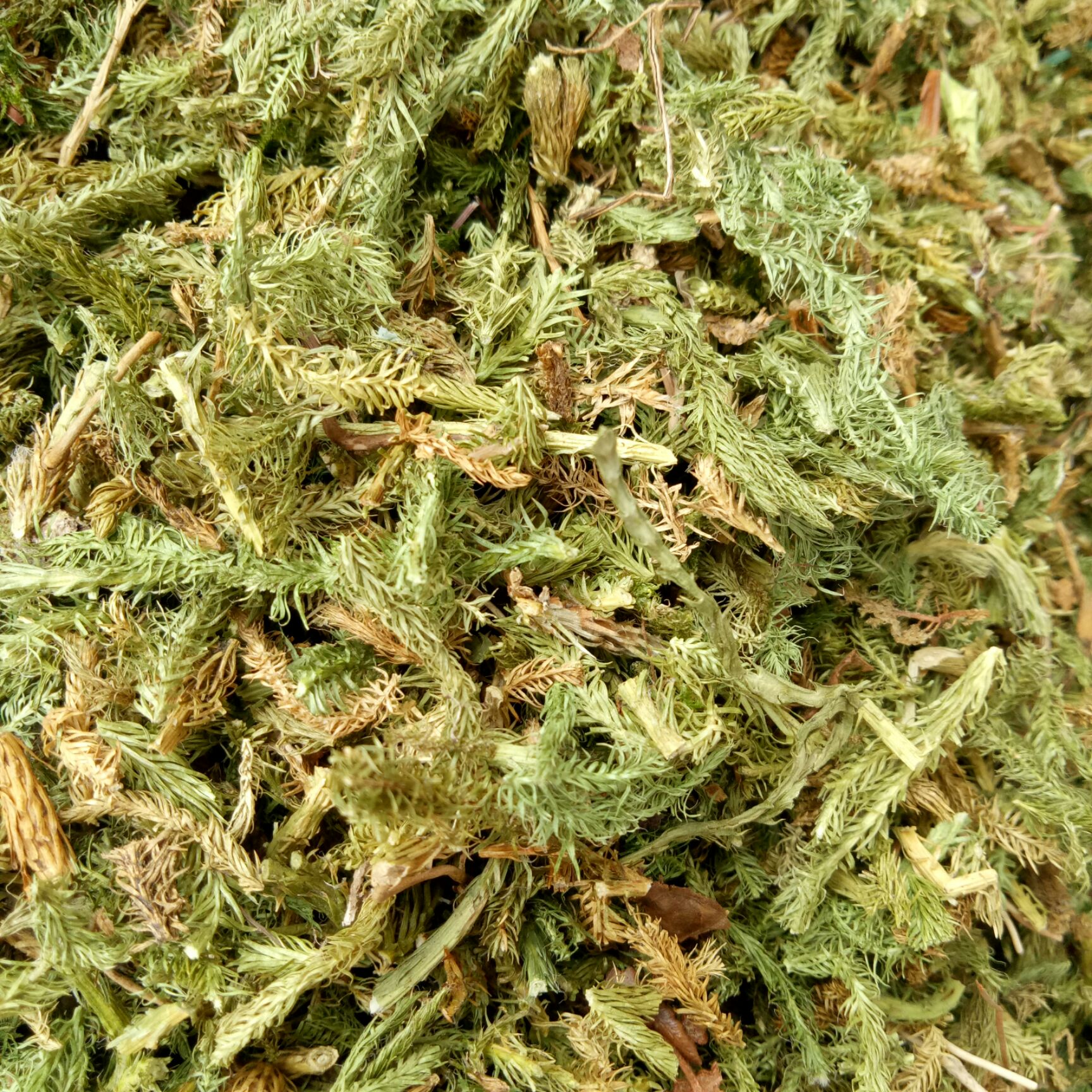 伸筋草 中药材伸筋草500克13包邮