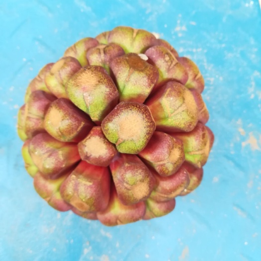 桂林黑老虎果 700-750g