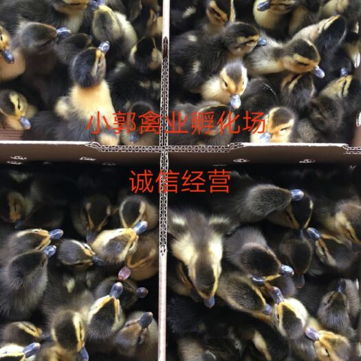 南宁 麻鸭苗