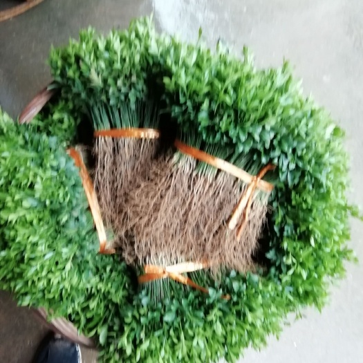 阳朔县枳壳苗  枳壳芽苗