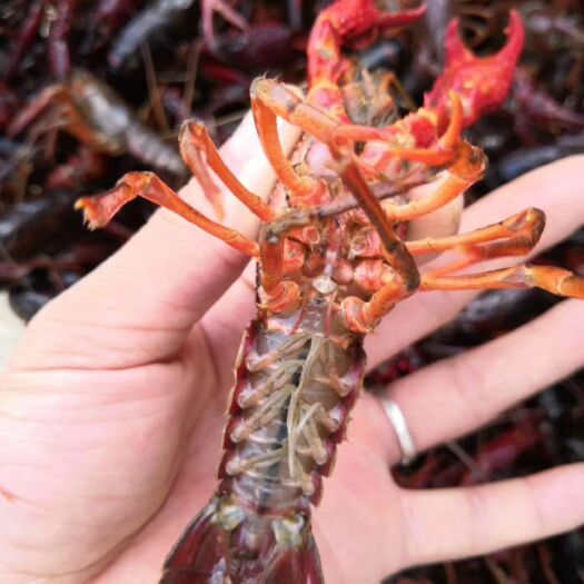 盱眙县洪泽湖小龙虾 6-8钱 人工养殖