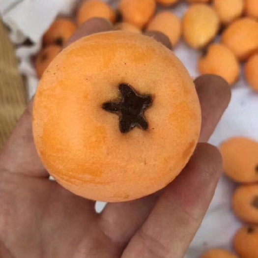 永善县大五星枇杷 统货