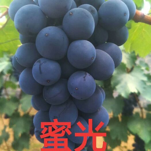 绥中县蜜光葡萄苗 贝达根系密光