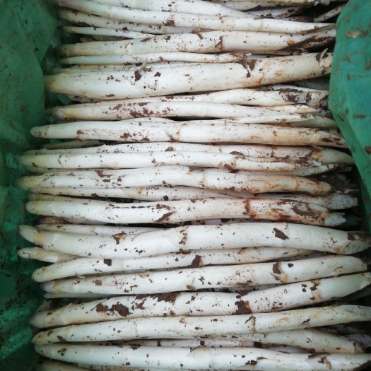 曹縣白蘆筍 15~20cm