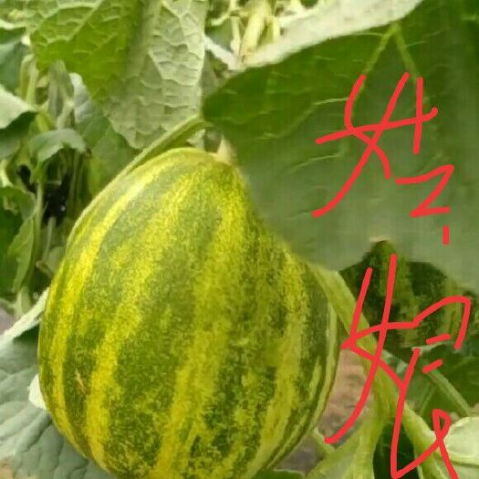 凌海市花姑娘甜瓜 0.3斤以上