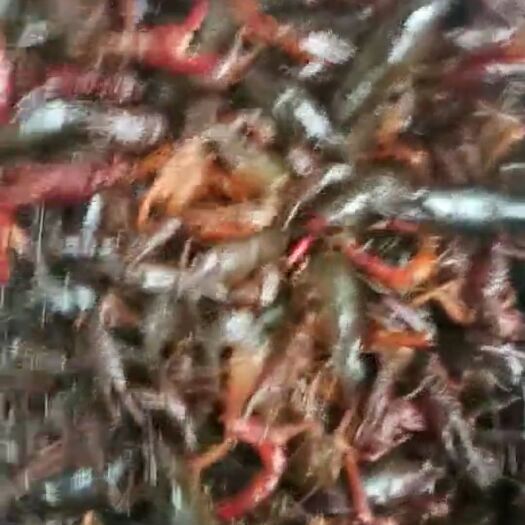 沅江市中国小龙虾 4-6钱 人工养殖