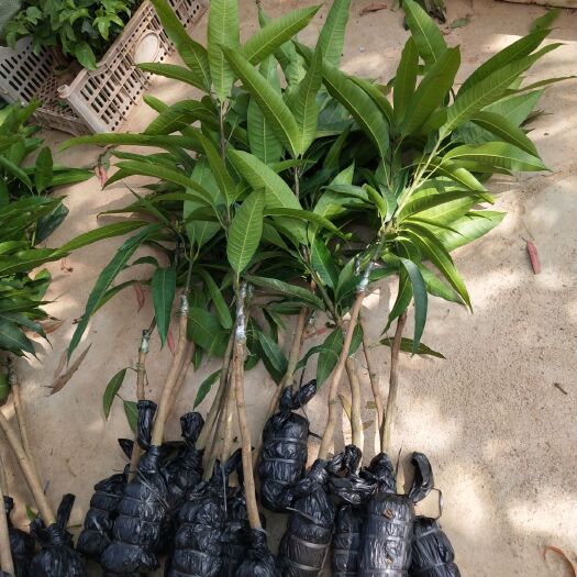 灵山县桂七芒果苗  根系发达，嫁接苗结果早产量高