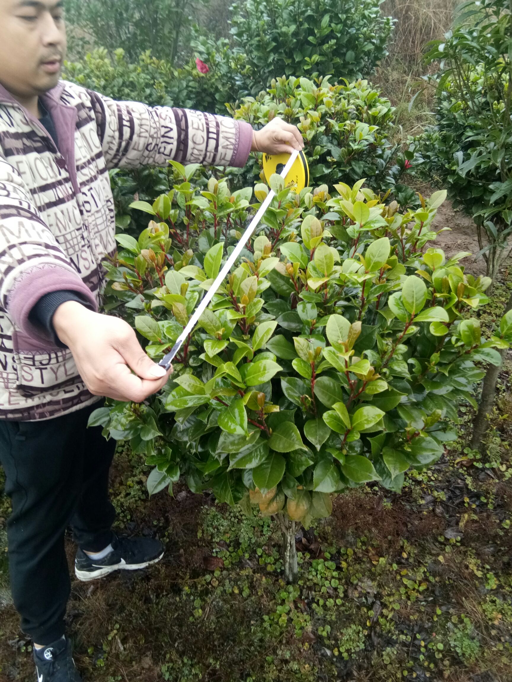 山茶花 30~50cm
