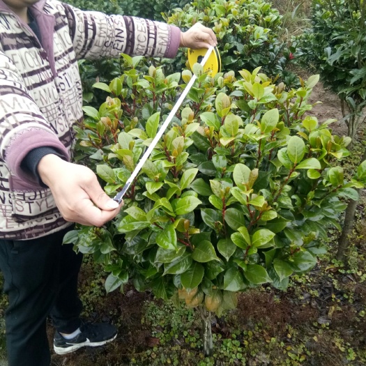 郴州山茶花 30~50cm