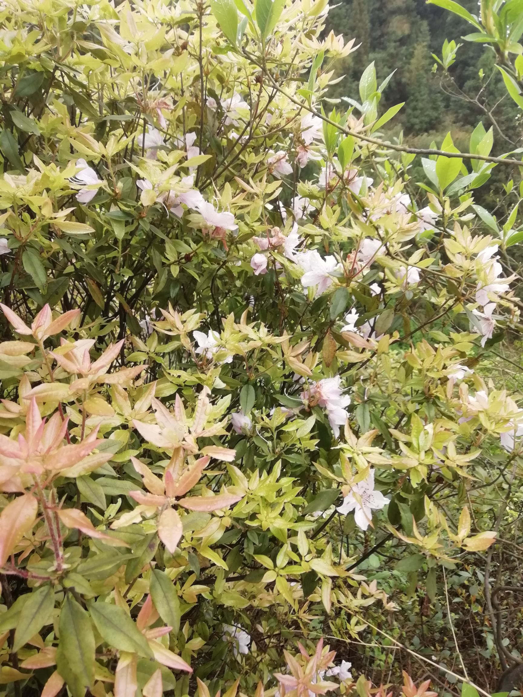 马缨杜鹃 马银花，杜鹃