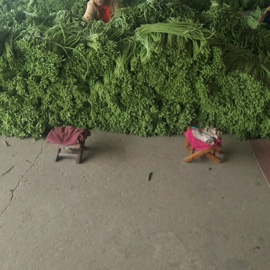 合浦县架豆角 40cm~70cm