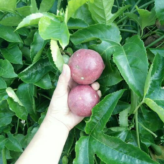 灵山县紫香百香果苗