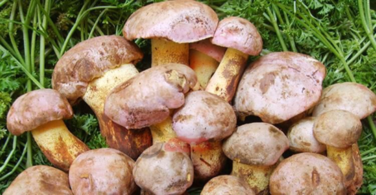 云龙县红葱菌 干牛肝菌 野生牛肝菌