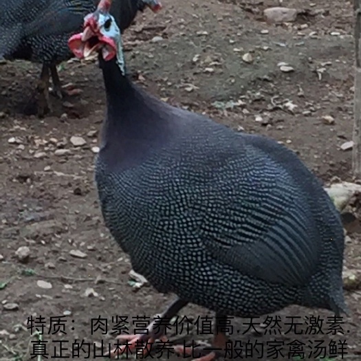 上海土鸡 3-4斤 统货 