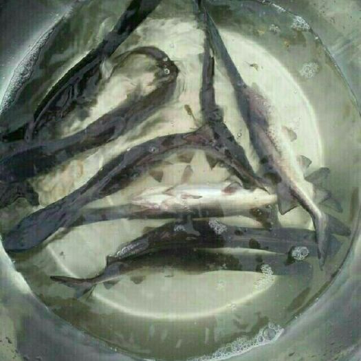 重庆市鸭嘴鱼苗 统货