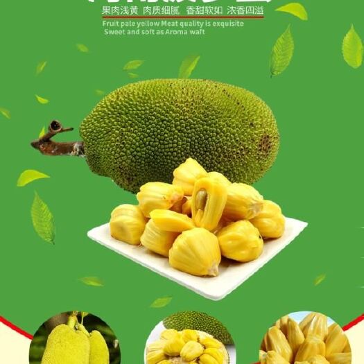 海口 黄肉菠萝蜜，一个13至17斤，坏果包赔。