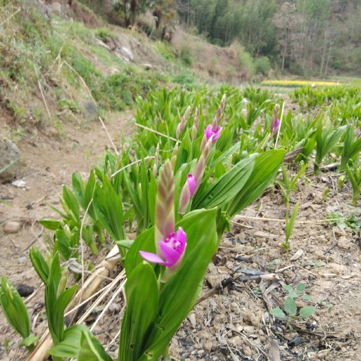 安康紫花白芨苗 