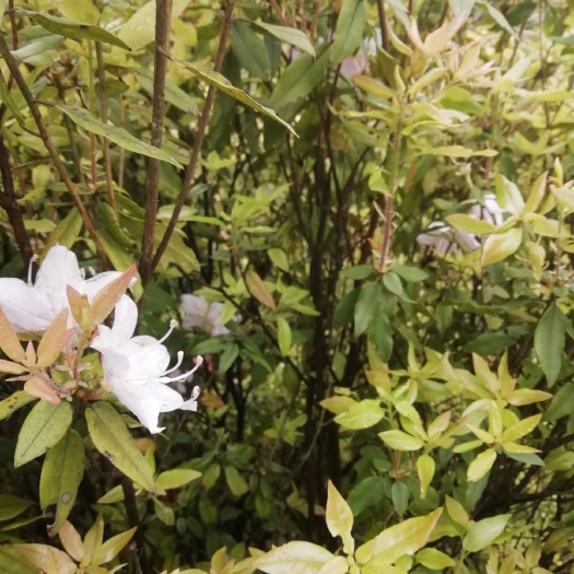 隆回县马缨杜鹃 马银花，杜鹃