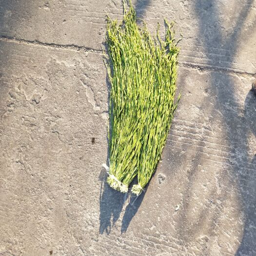 邳州市贡菜