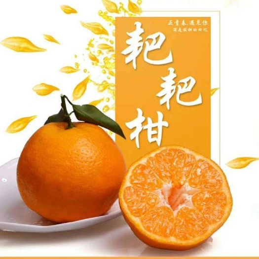 丹棱县春见枝条 10~15cm