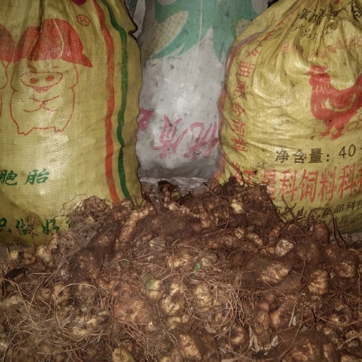 阳新县鸡头黄精 块