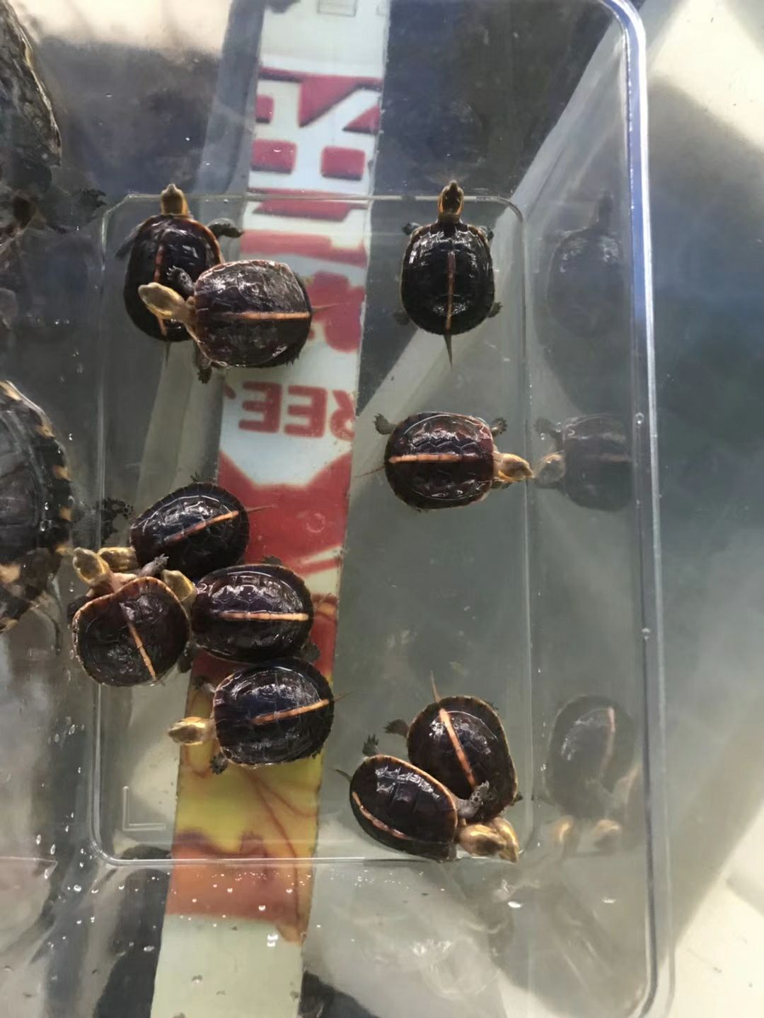 安缘龟批发采购_安缘龟供应_安缘龟价格