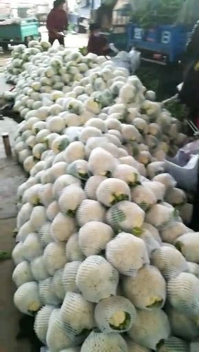 邯郸有机花菜 紧密 2~3斤