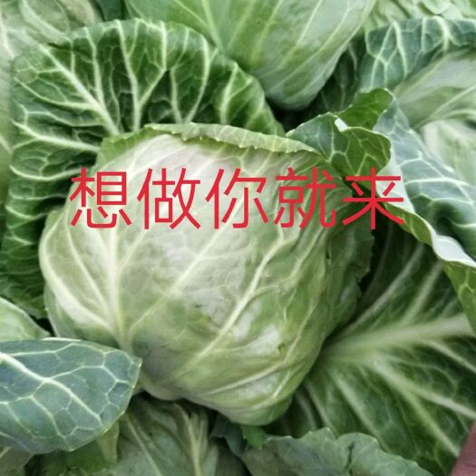 郯城县绿甘蓝 1.5~2.0斤