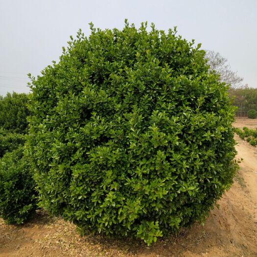 洛阳黄杨球