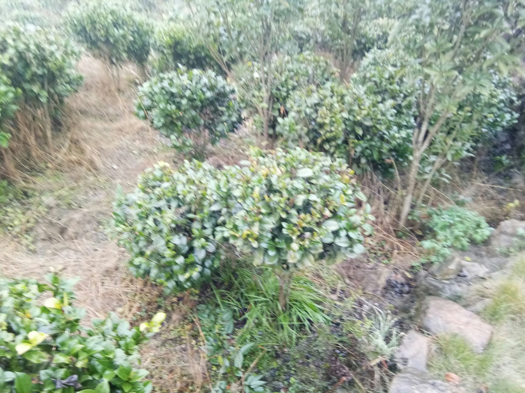山茶花 30~50cm
