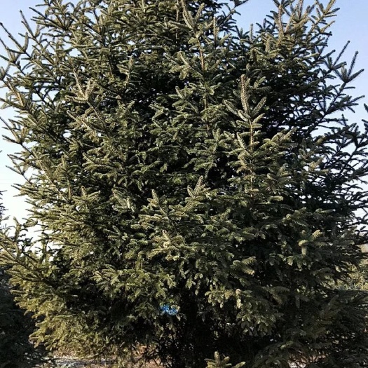 临洮县 青海云杉
