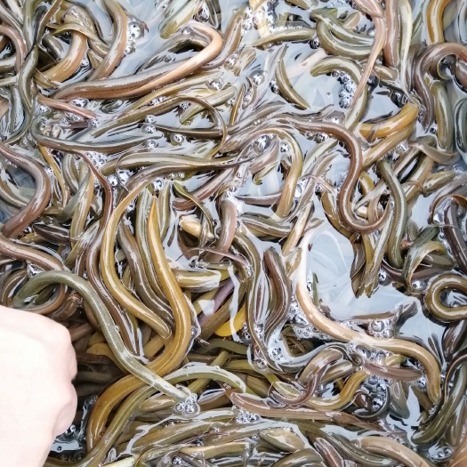 广州 孟加拉黄鳝苗@黄鳝苗批发市场