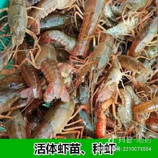 濉溪县小龙虾苗