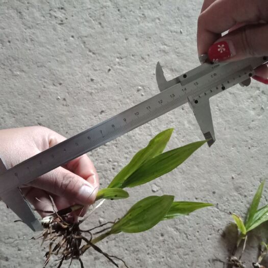 十堰紫花白芨苗