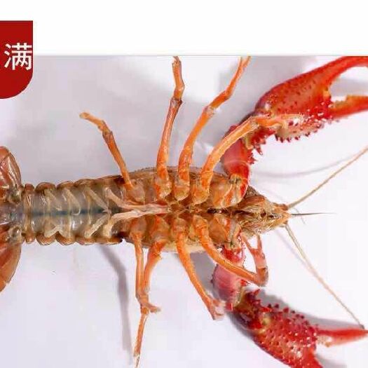 潜江市中国小龙虾 4-6钱 人工养殖