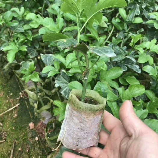 灵山县台农一号百香果苗