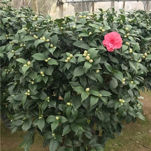 沭阳县茶花苗 茶花盆栽赤丹四季茶花树苗金