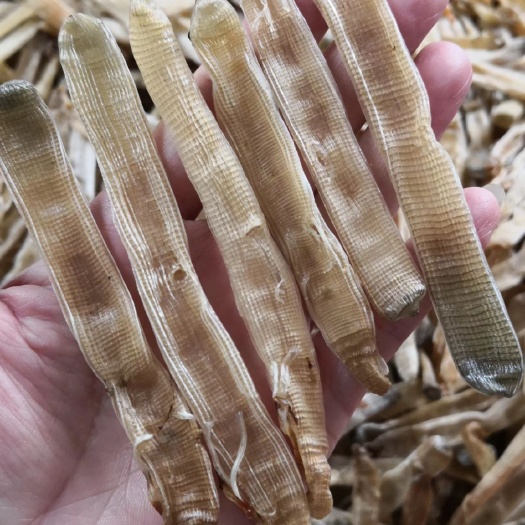 遂溪县干沙虫