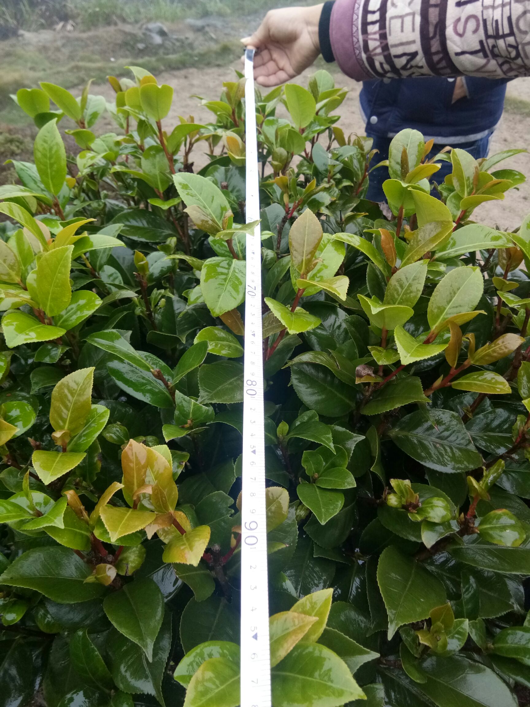 山茶花 30~50cm