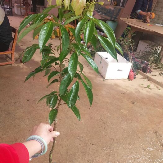灵山县桂味荔枝苗 嫁接苗，挂果早产量高，可带土球