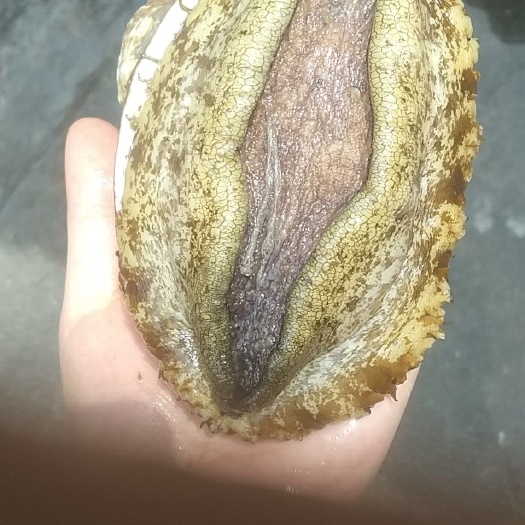 漳浦县黄金鲍  大鲍鱼，黄金绿鲍2－5头，手掌大的鲍鱼