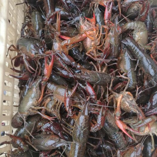 潜江市潜江小龙虾 4-6钱 人工养殖
