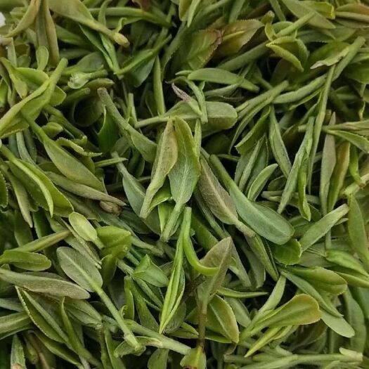 日照日照绿茶茶农自产自销早春
