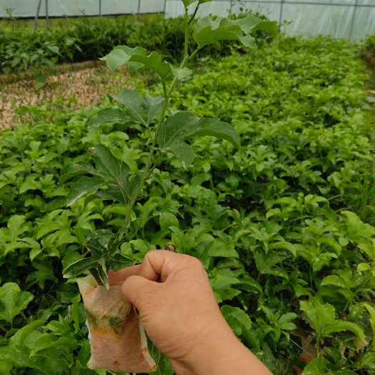 玉林百香果苗  紫香苗易种植好管理，产量高，甜酸带香味，营养丰富
